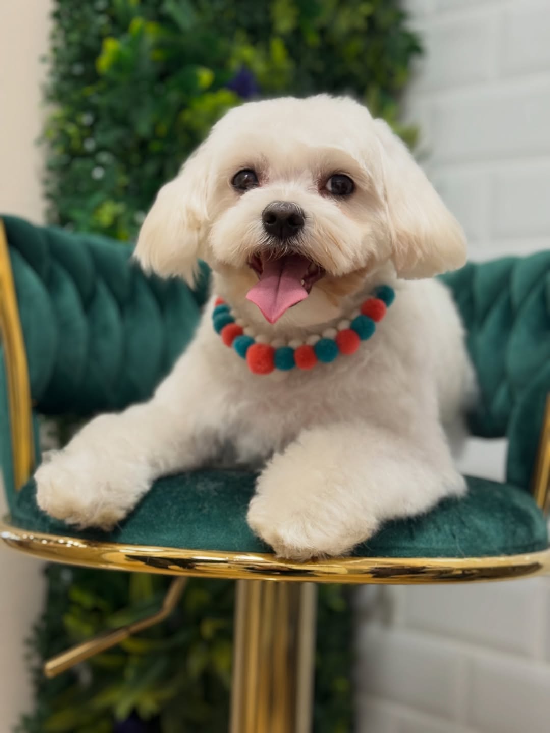 top 10 mejors peluquerias caninas en ferrol