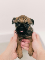 baño profesional para perros en peluquería canina Ferrol