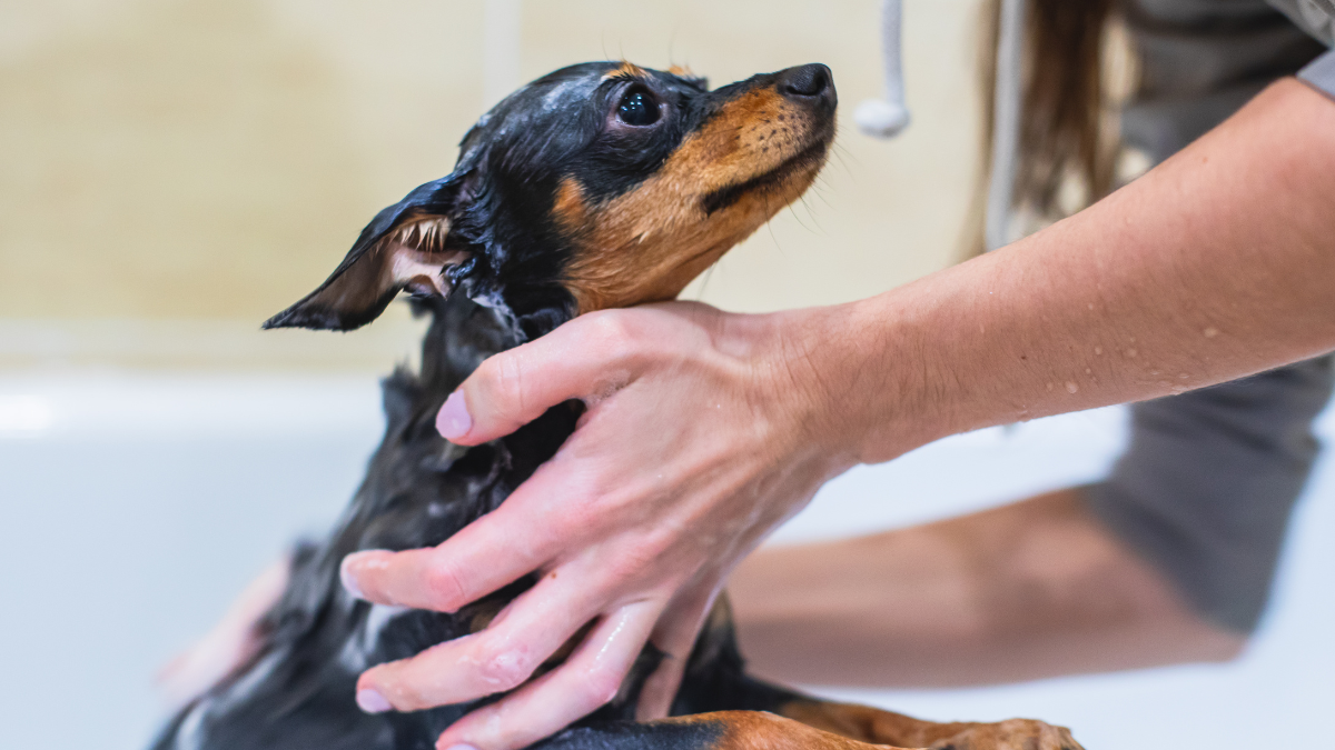 baño profesional para perros en peluquería canina en Ferrol