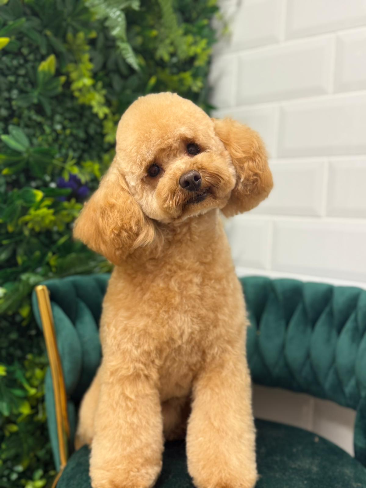 corte de pelo caniche en ferrol