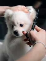 corte de pelo para perros en peluquería canina Ferrol
