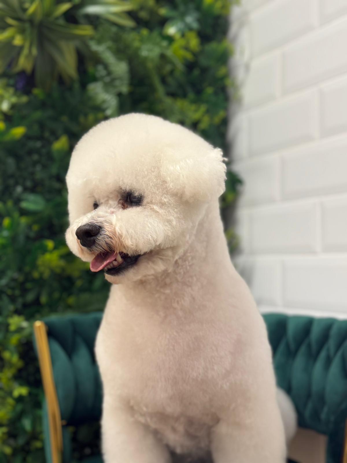 corte de peluqueria canina caniche