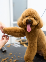 corte de uñas para perros en peluquería canina en Ferrol