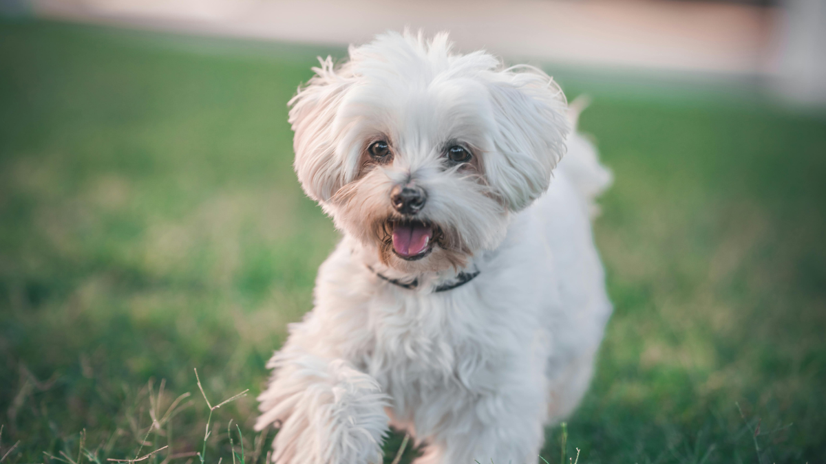 peluquería canina en Ferrol para bichón maltés