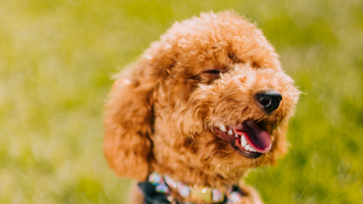 peluquería canina en Ferrol para caniche
