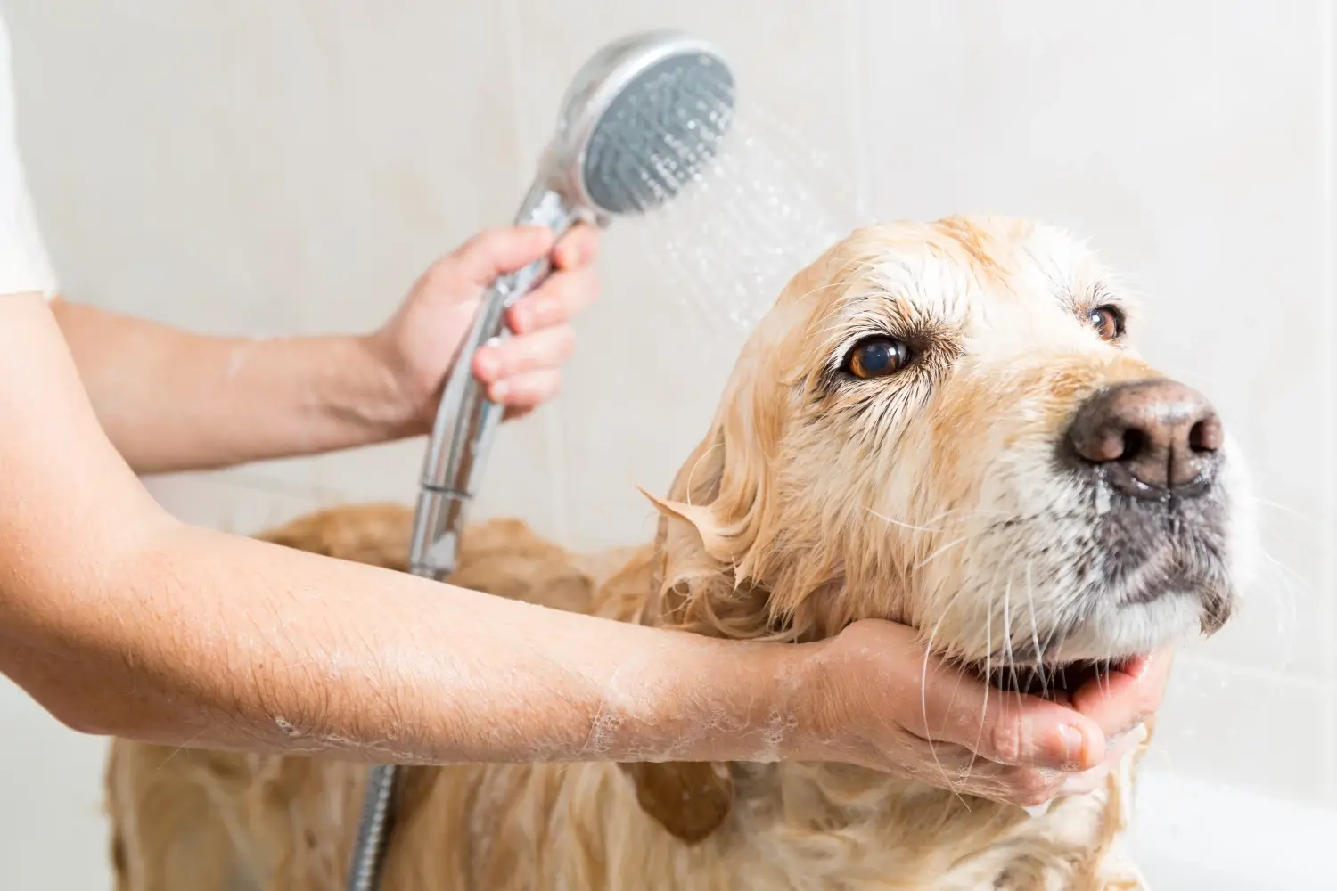 peluquería canina en Ferrol realizando corte y baño profesional a un perro
