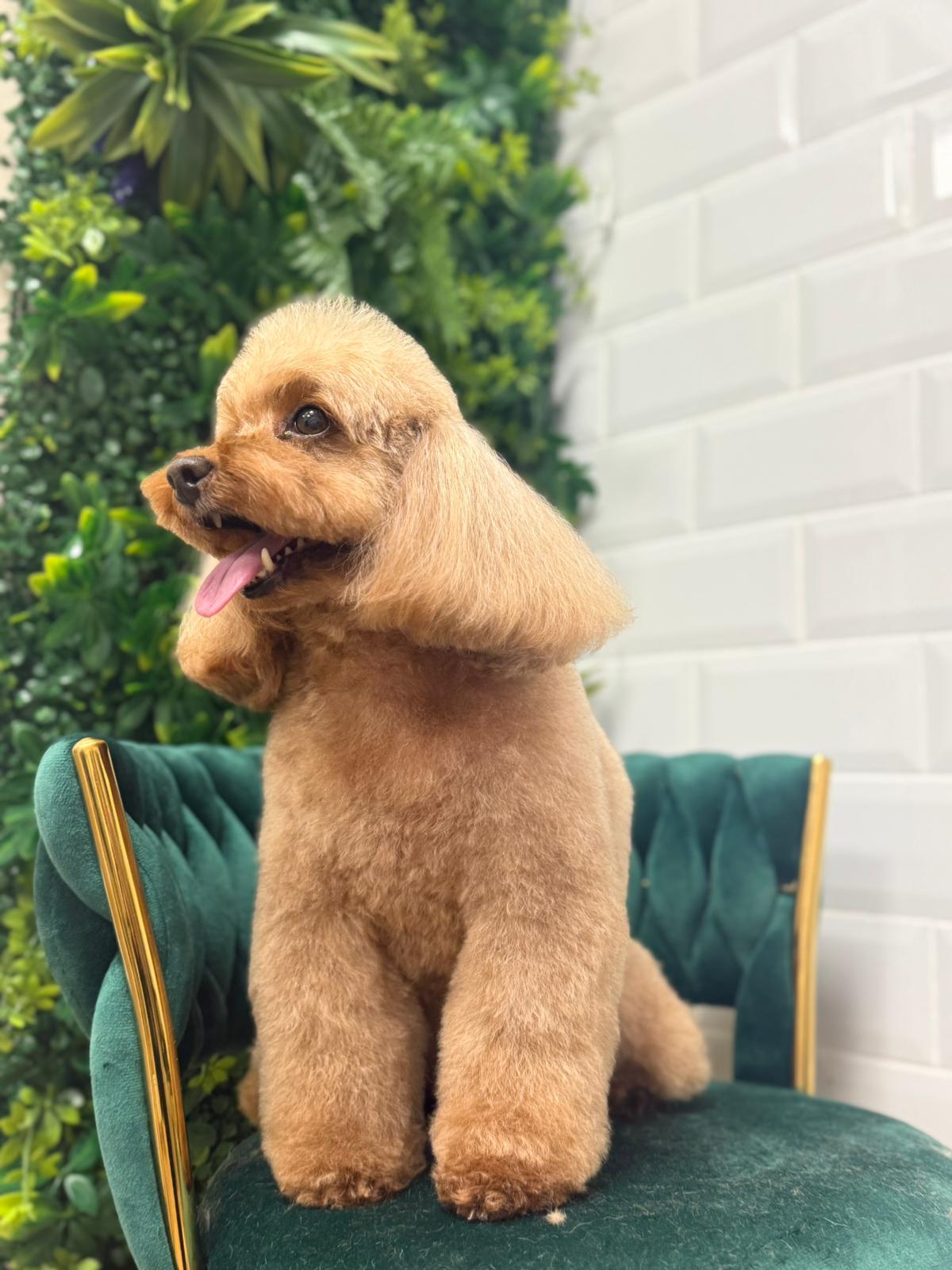 peluqueria para caniches en ferrol