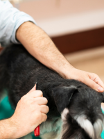 stripping para perros de pelo duro en peluquería canina en Ferrol
