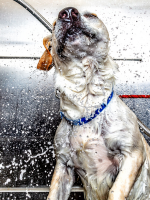 tratamiento con ozono para perros durante el baño