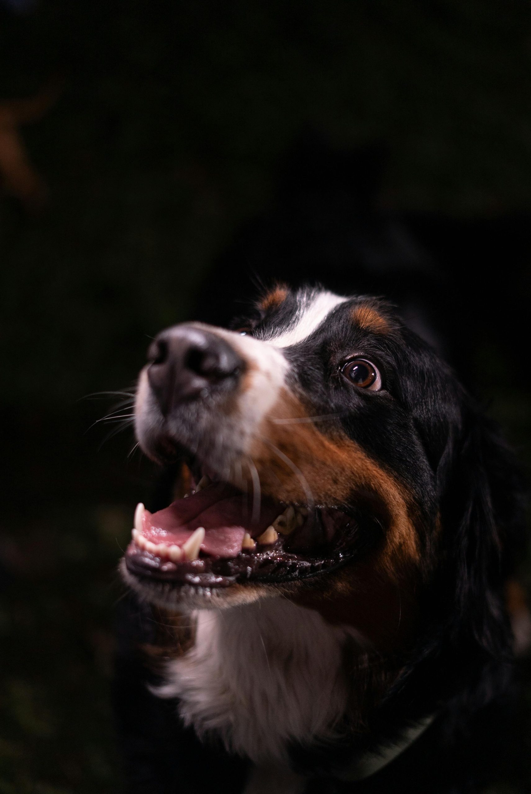 Eliminación de subpelo muerto durante sesión de deslanado en Ferrol
