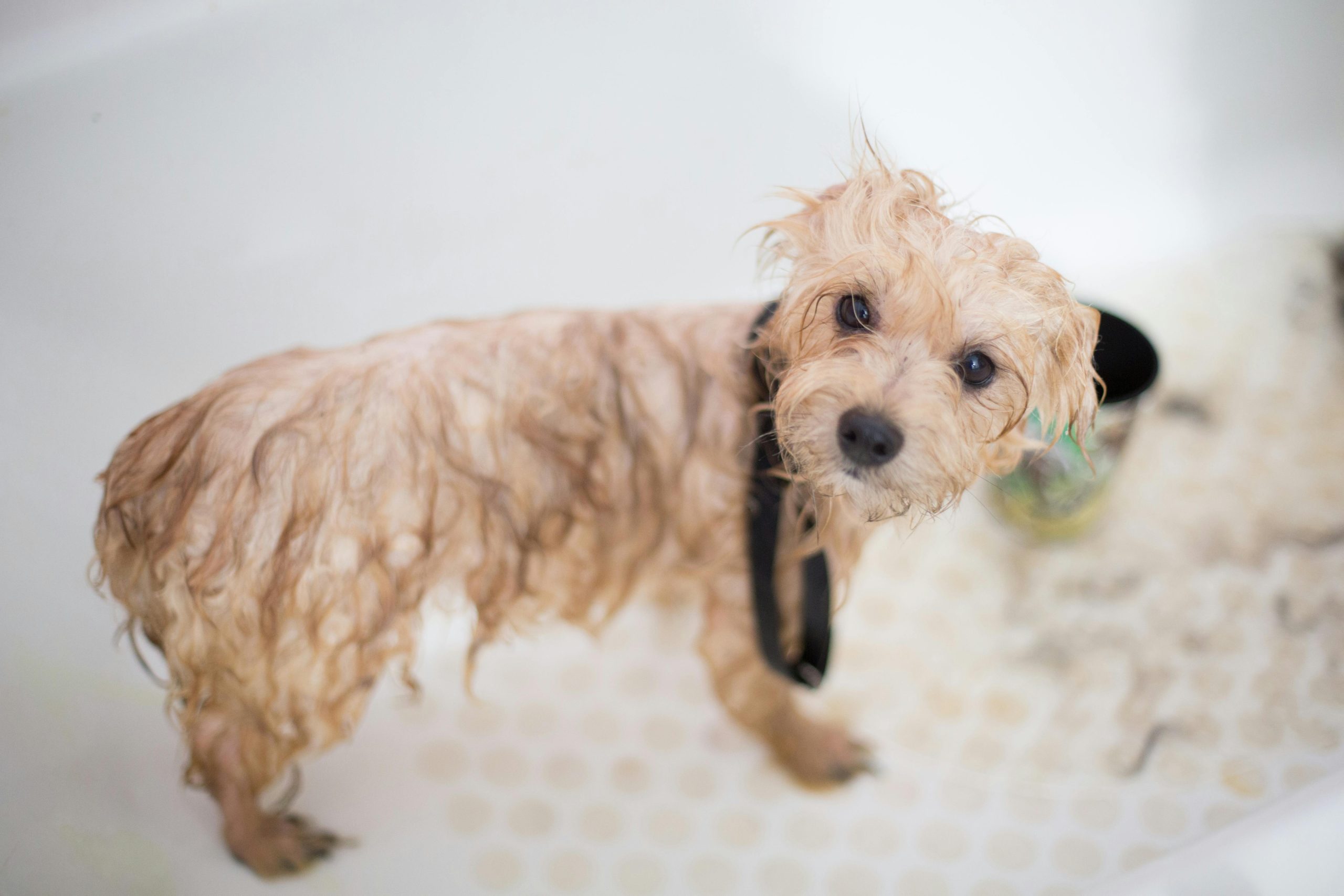 Perro recibiendo tratamiento con ozono en peluquería canina en Ferrol
