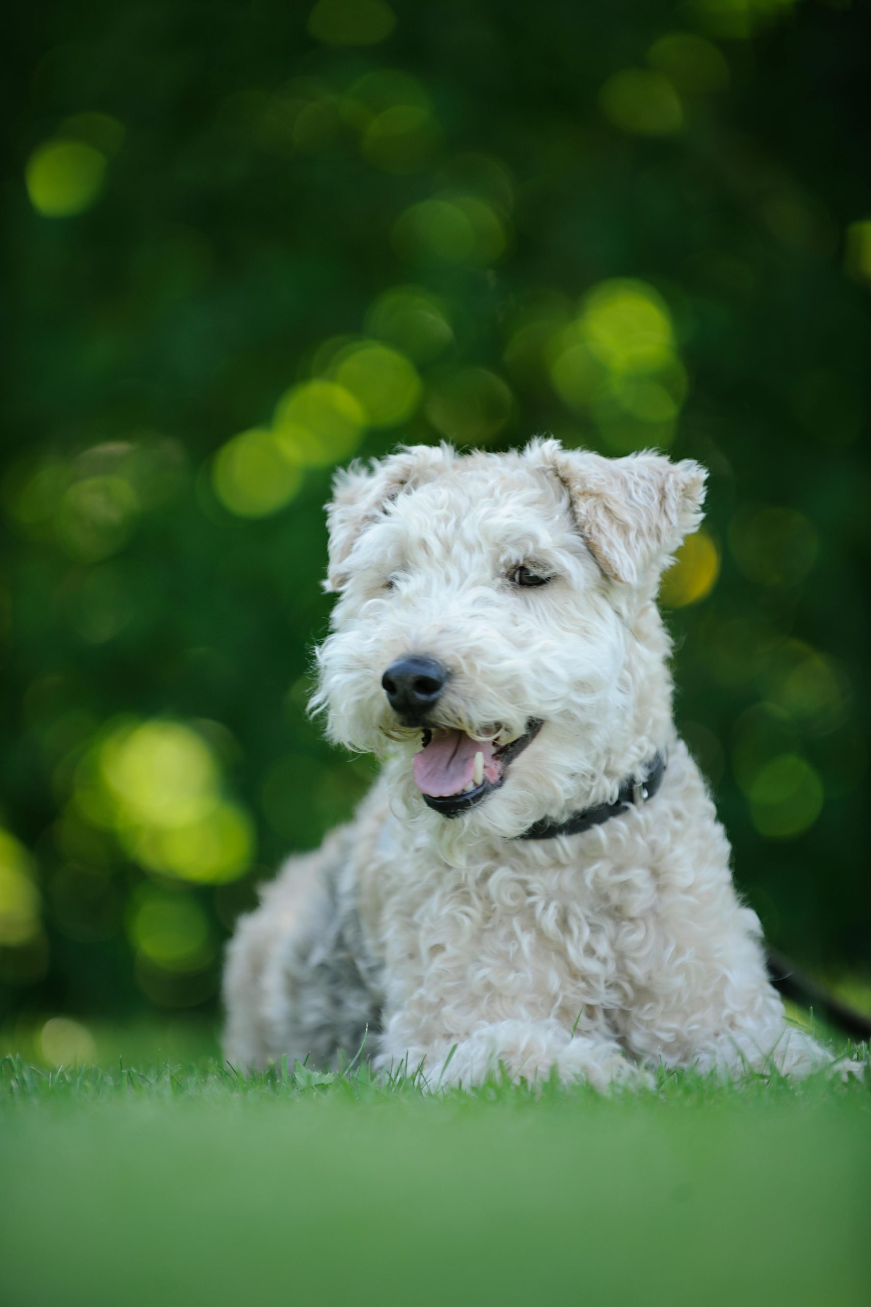 Servicio de higiene básica para perros en peluquería canina de Ferrol