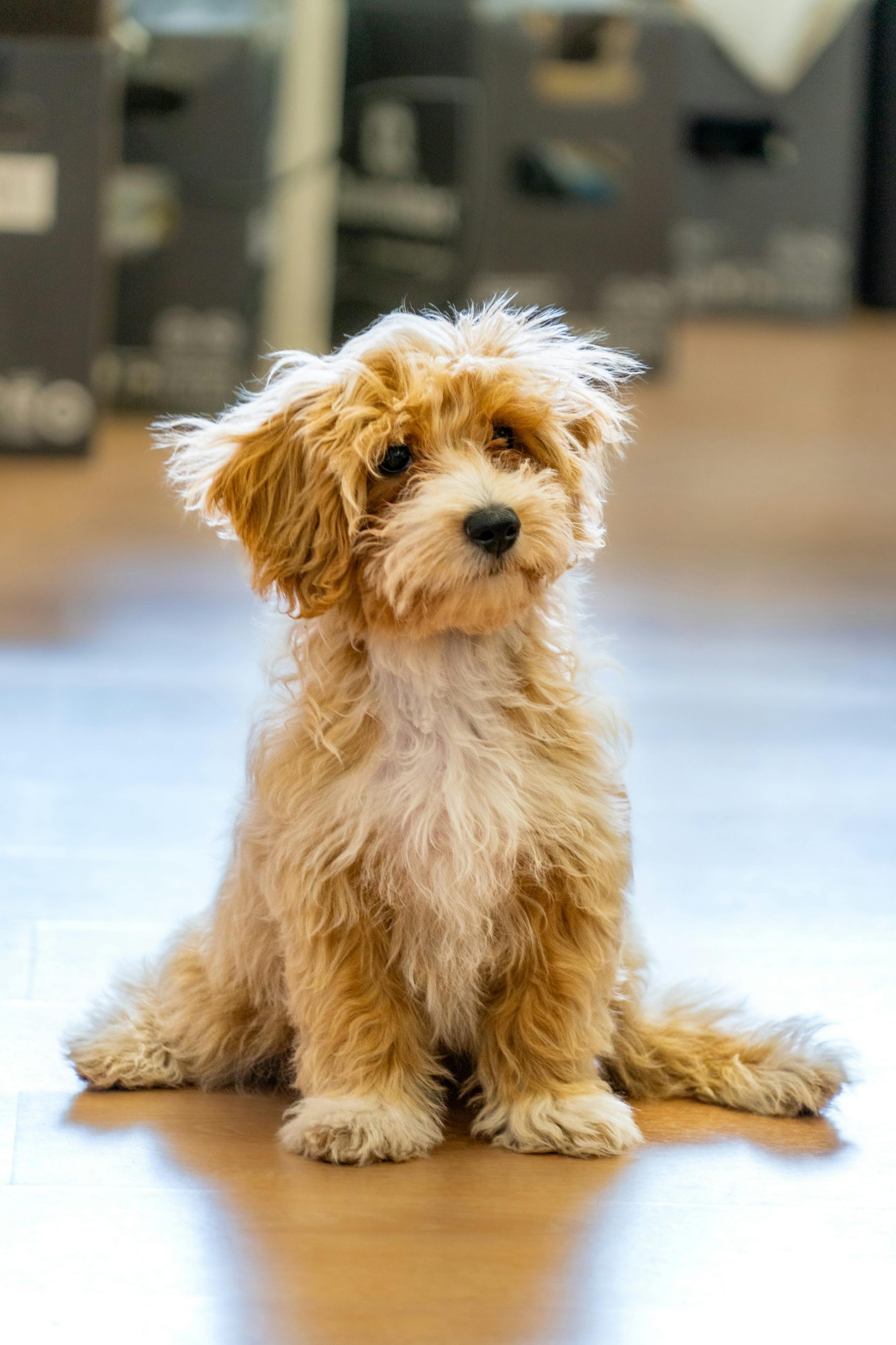 Sistema de ozono en sesión de higiene canina profesional