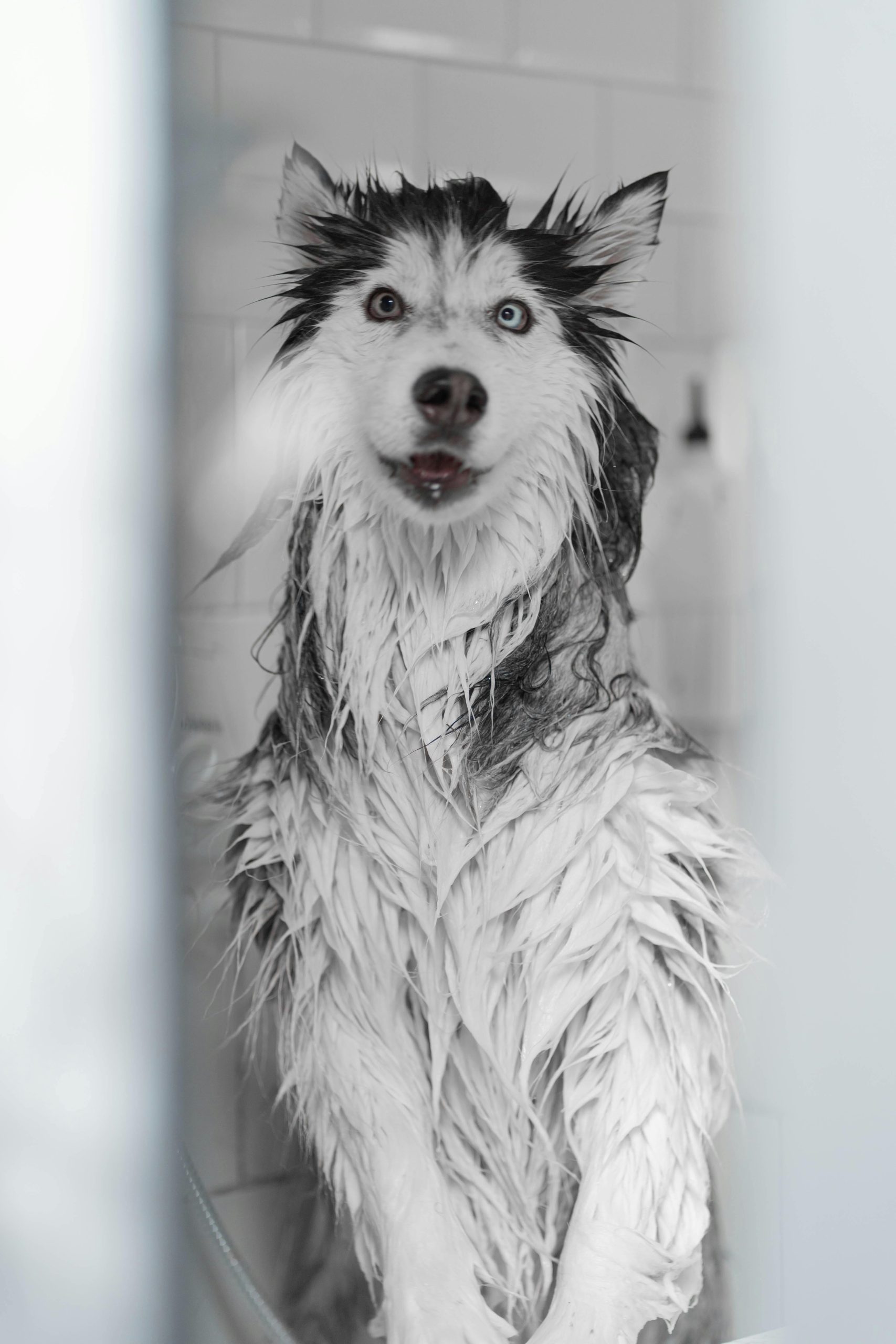 Tratamiento con ozono para perros durante baño profesional en Ferrol