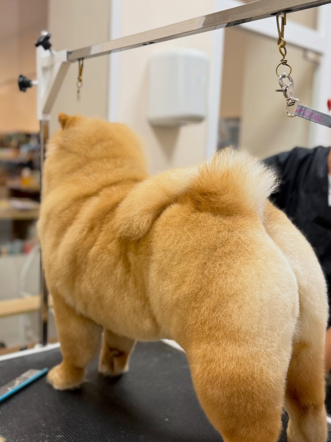 baño para perros ferrol