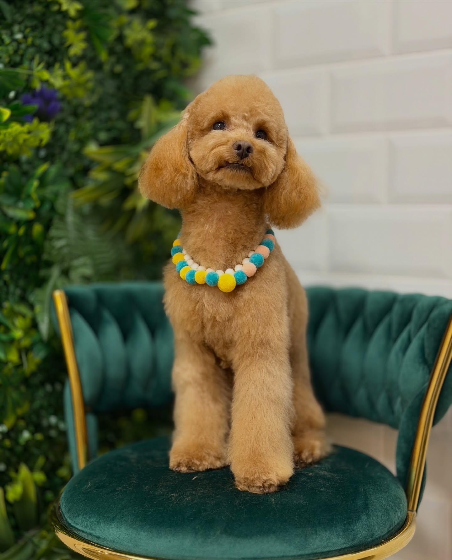 corte de pelo para perros en Ferrol