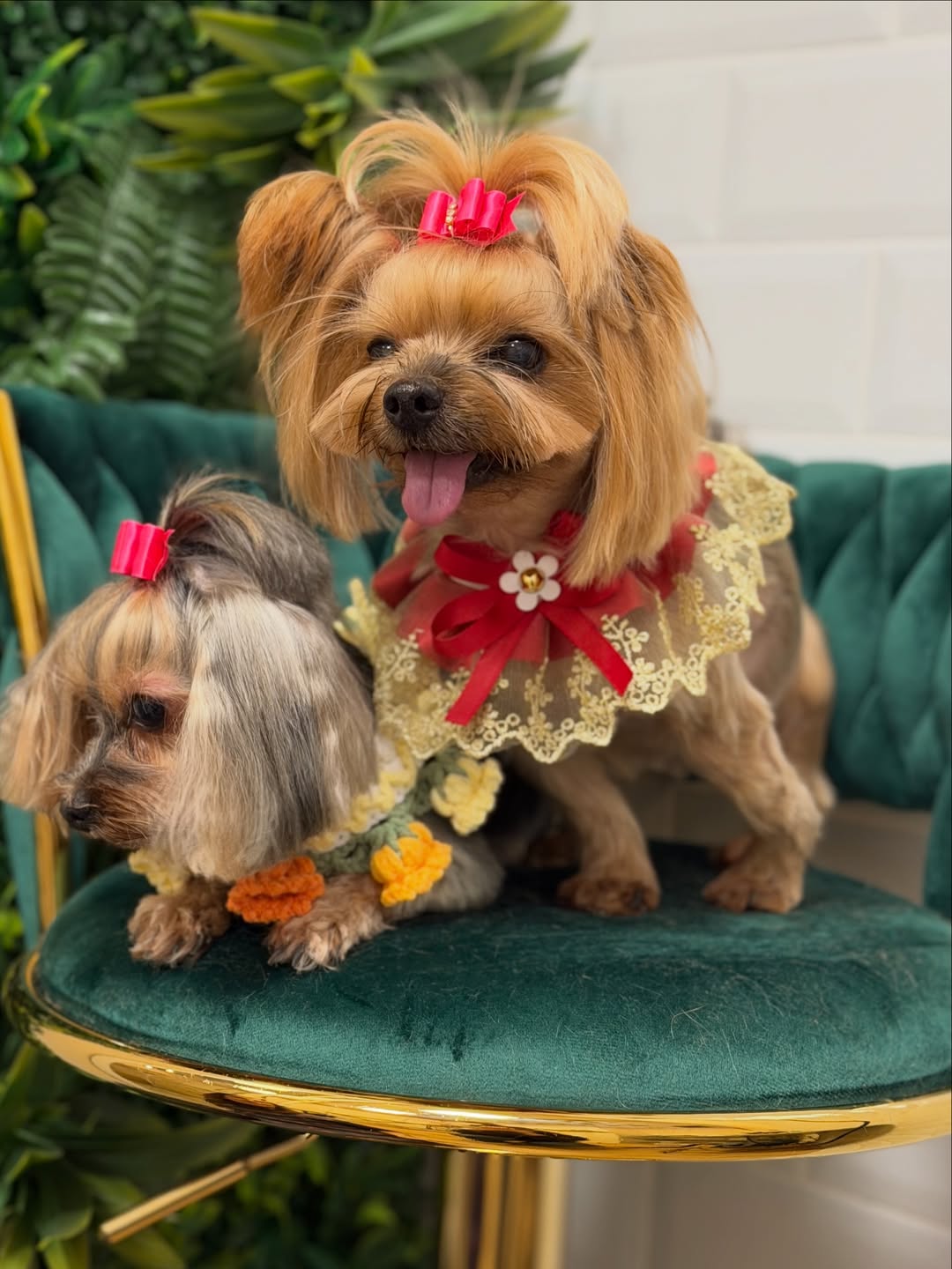 corte de pelo para perros