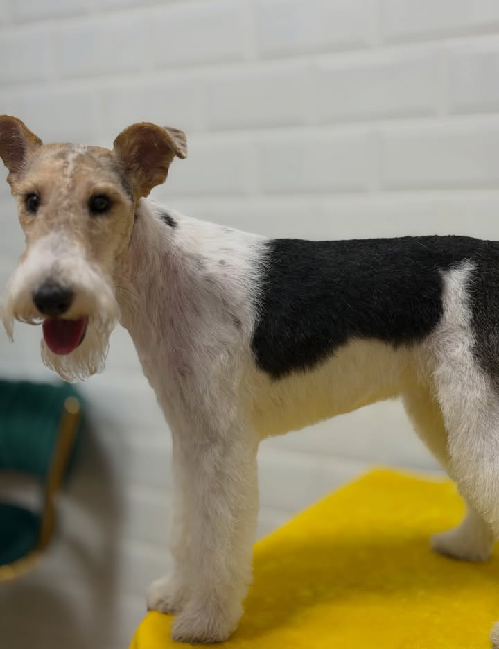 corte de perro rizado