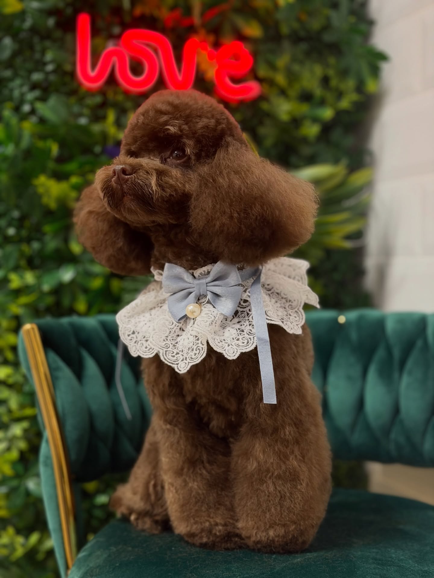 deslanado de perros en Ferrol